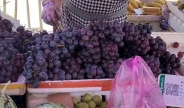 瓜瓜吃瓜ppt 吃瓜炸裂,揭秘网络“吃瓜”文化的炸裂现象